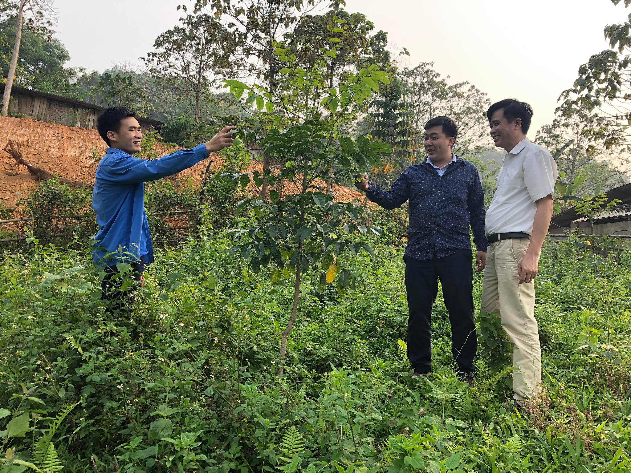 Anh Hoàng Càn Thành, thôn Bản Khun với mô hình trồng trên 400 cây Trám đen